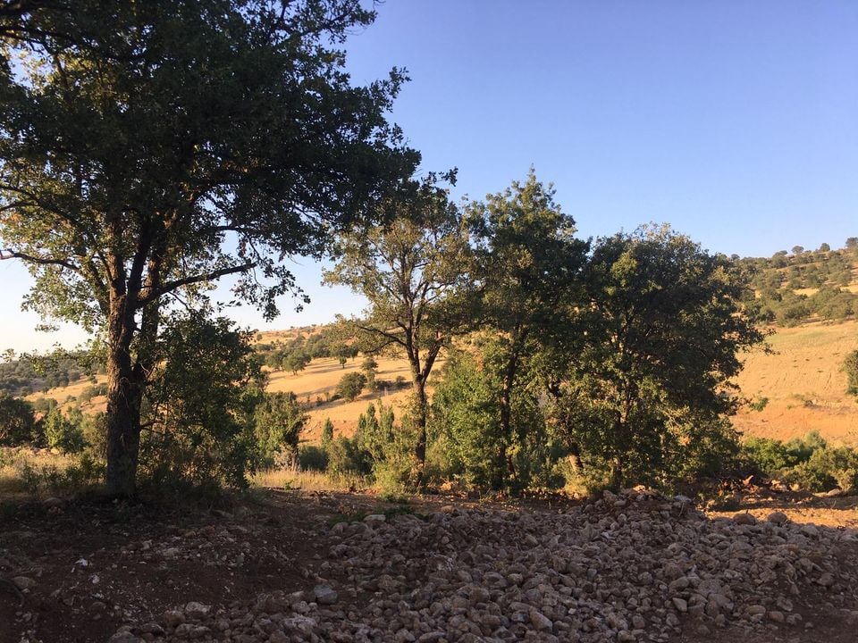 Morcalı Merkez Karaman'da Satılık 780 m² Yola Cepheli Müstakil Tapulu Bağ & Bahçe — görsel 3