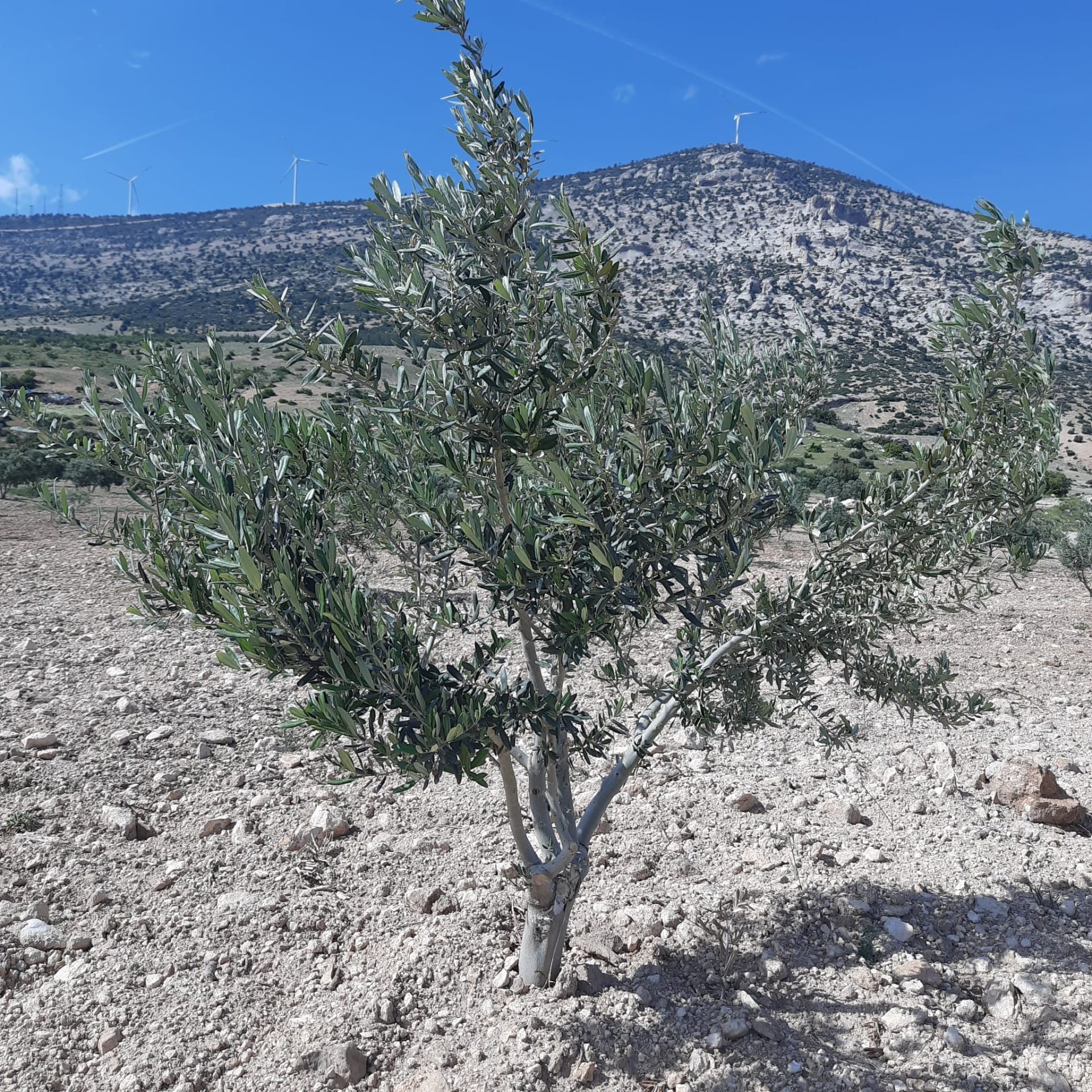 Mersin Mut Alaçam’da Satılık Bakımlı Zeytinlik — görsel 3