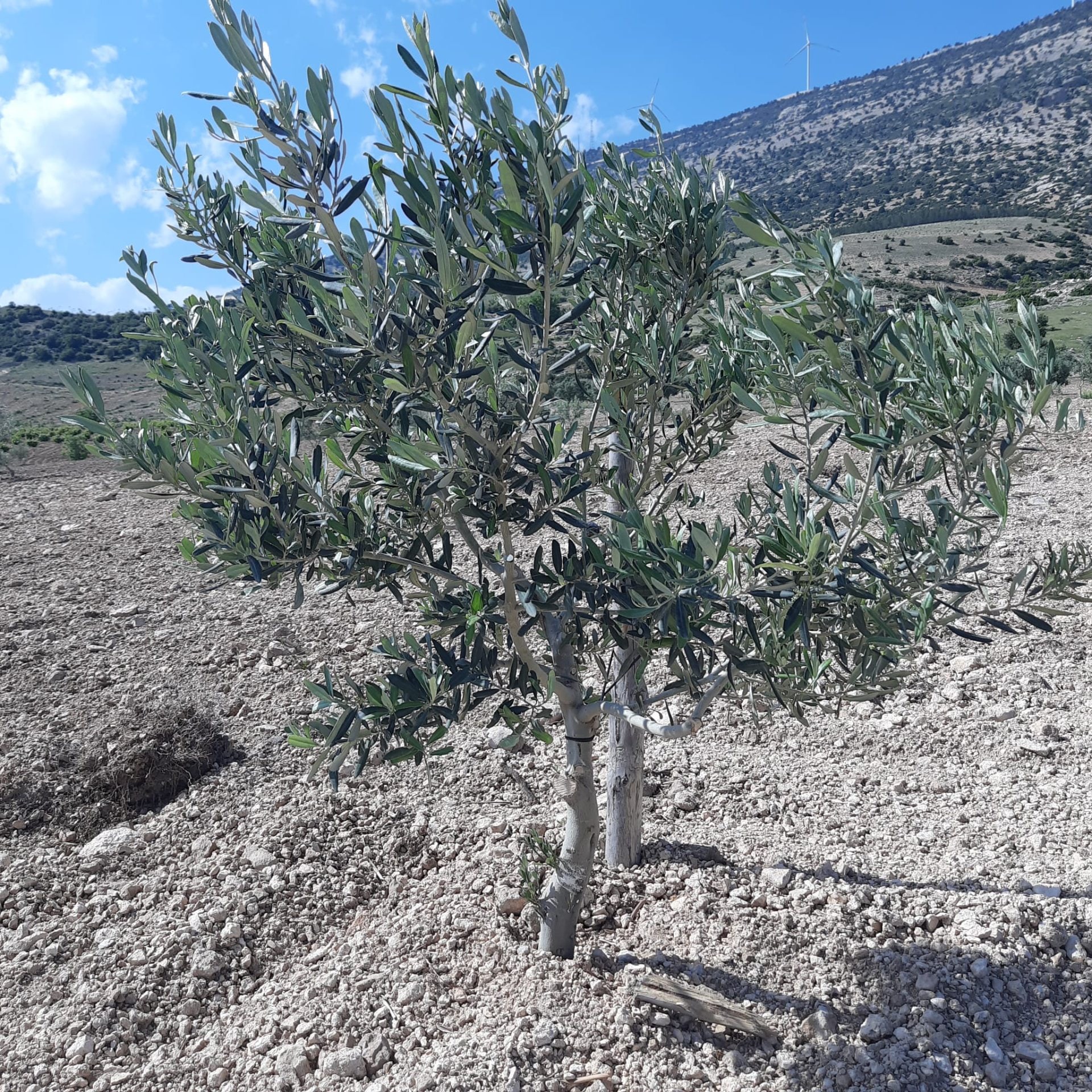 Mersin Mut Alaçam’da Satılık Bakımlı Zeytinlik — görsel 4